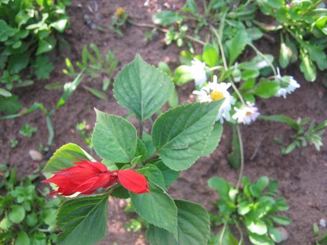 Цветы в моем саду 4