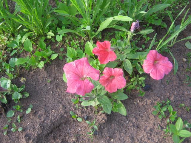 Цветы в моем саду 5