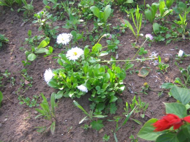 Цветы в моем саду 3