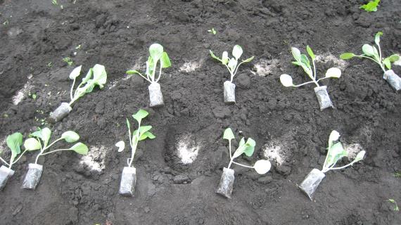 Высадка рассады капусты