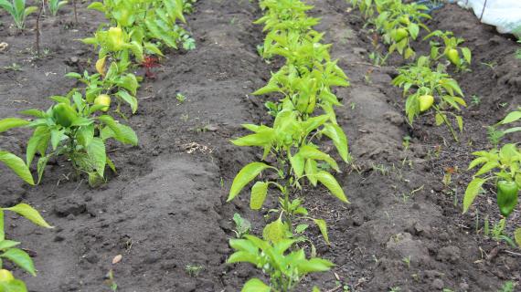 Мои грядки с перцами
