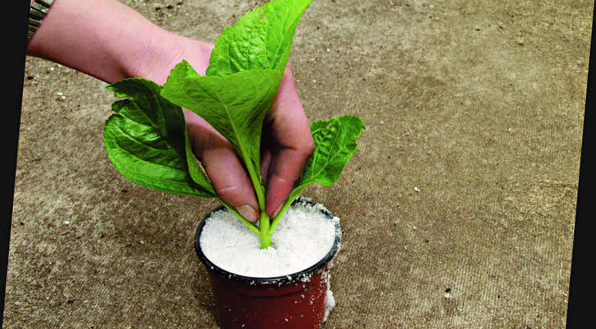 гортензия, черенкование