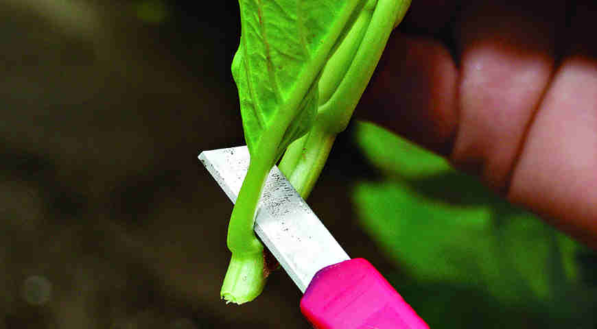 гортензия, черенкование