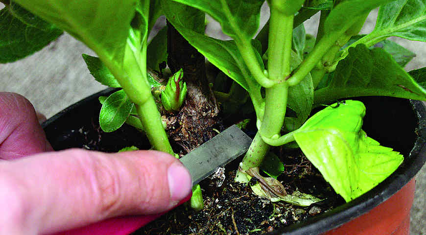 гортензия, черенкование