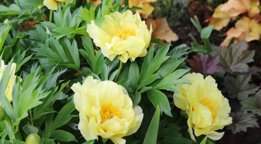 Yellow Peony Bartzella, пион травянистый, многолетники, пион Bartzella