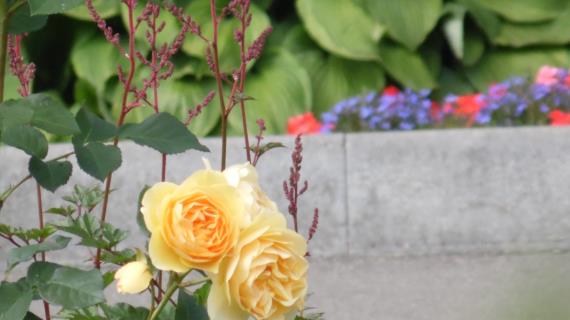 Цветы нашего сада