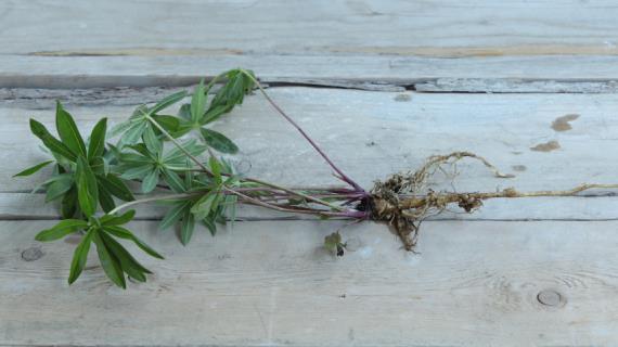 Многолетники со стержневой корневой системой: размножаем правильно