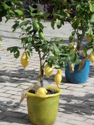 Лимоны Губернаторского сада