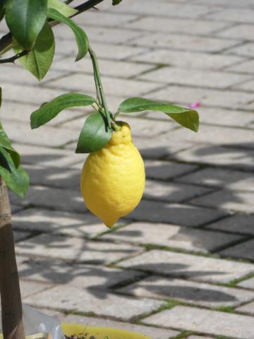Лимоны Губернаторского сада