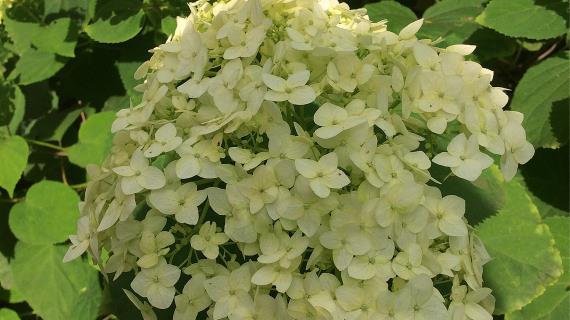 Гортензия Губернаторского сада
