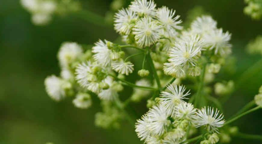 Василисник, Thalictrum