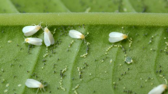 Белокрылка: как бороться