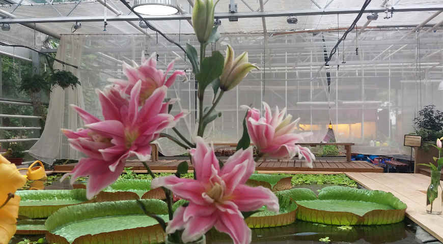 Выставка лилий в Аптекарском огороде, 4-5 августа 2017