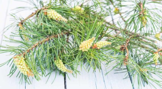 Полезные свойства сосновой пыльцы