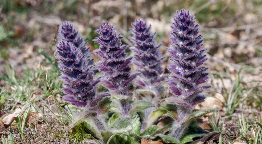 Живучка, Ajuga orientalis