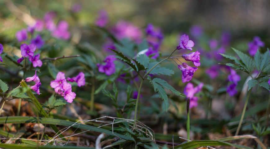 Зубянка Dentaria glandulosa 