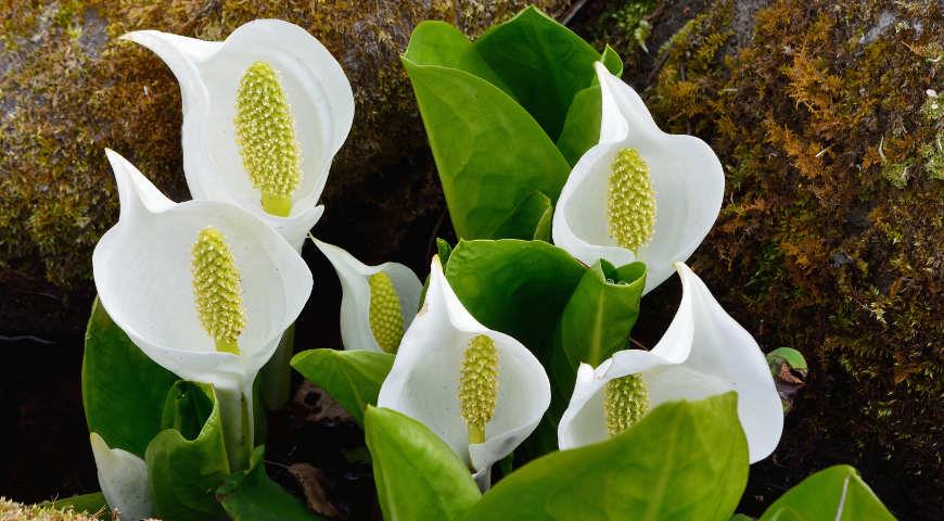 лизихитон камчатский (Lysichiton camtschatcense)