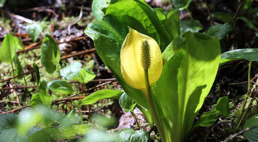 лизихитон американский (Lysichiton americanum)