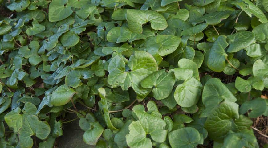 копытень хвостатый (Asarum caudatum)