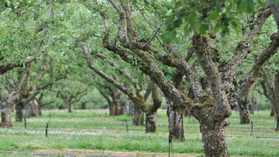 Стволовые вредители деревьев