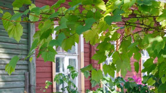 Виноград в ландшафтном дизайне