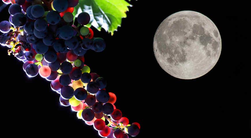 выращивание винограда по Лунному календарю