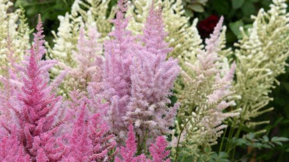 Цветник по форме соцветий