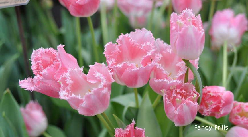Серпень &#8212; саме час вибирати, які сорти тюльпанів у вас будуть цвісти навесні