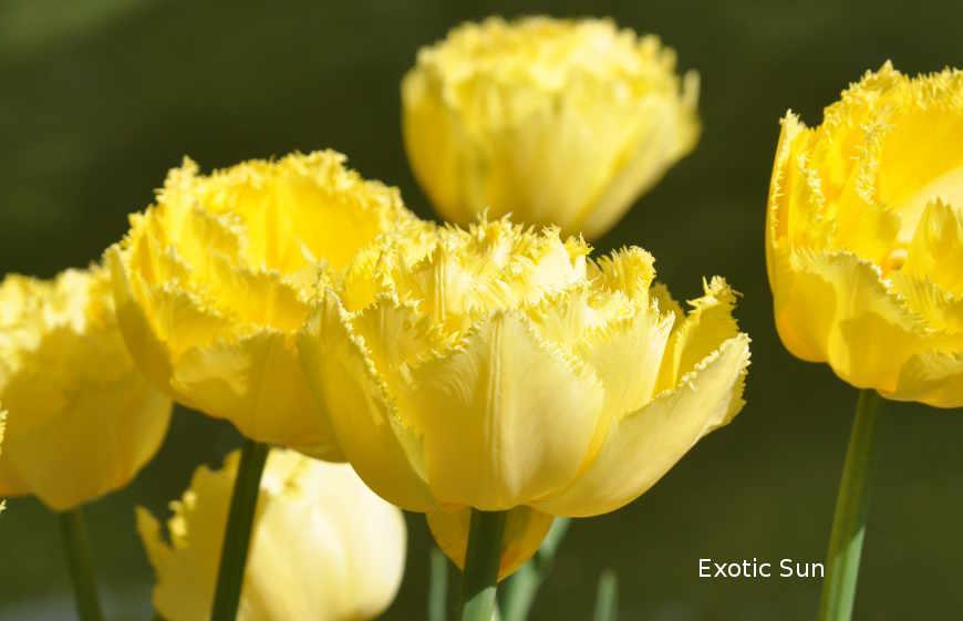 Серпень &#8212; саме час вибирати, які сорти тюльпанів у вас будуть цвісти навесні