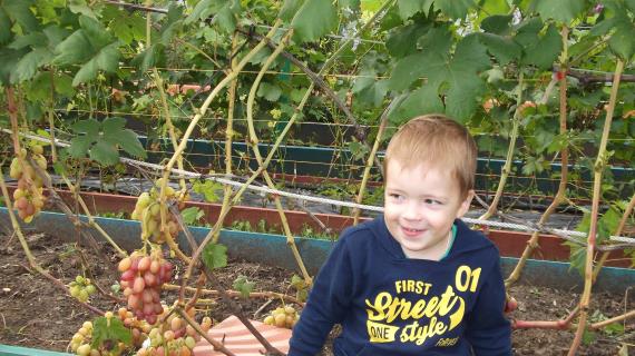 Мой виноград