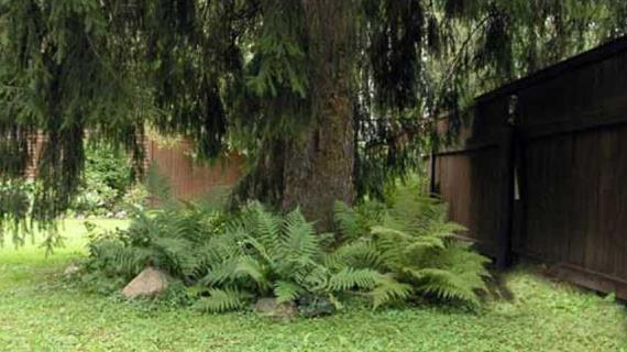 Как облагородить тенистый участок