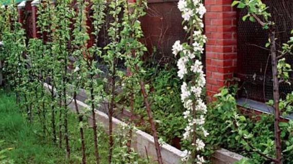 Колонновидные яблони: посадка