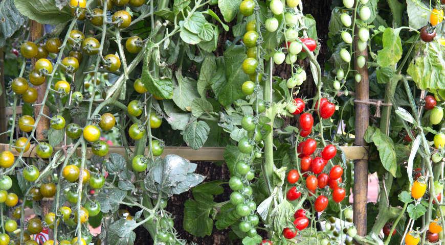 Как получить хороший урожай овощей?