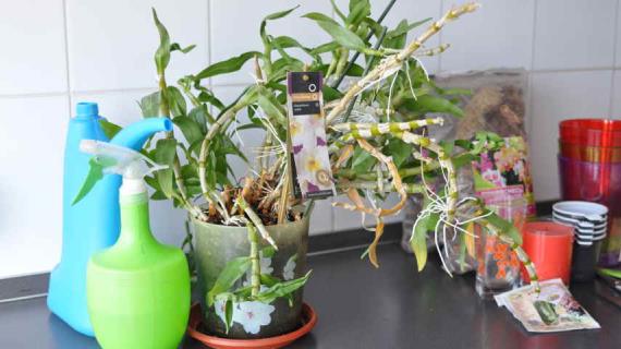 Размножение орхидеи дендробиум в домашних условиях