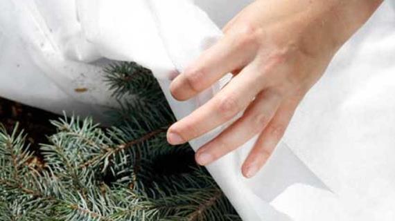 Как правильно укрывать розы?