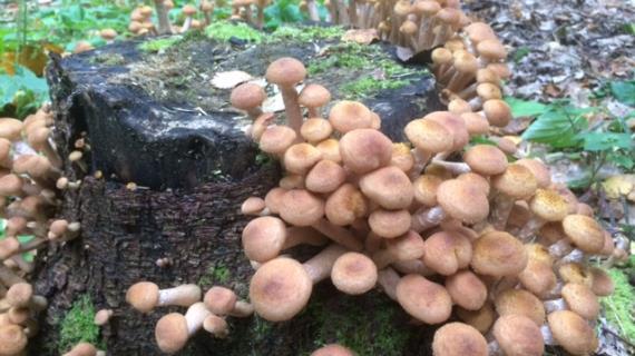 Опята - супер урожай 2017