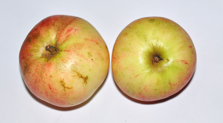 плоды, выставка МОИП, сорт яблок