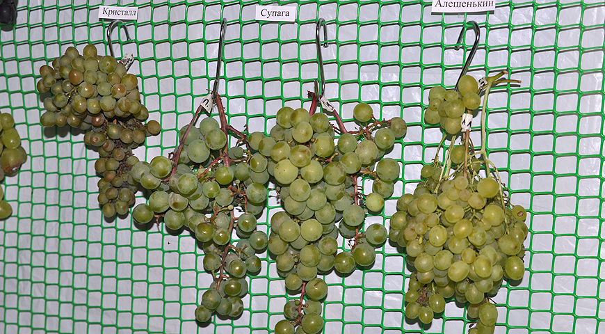 плоды, выставка МОИП, сорта винограда, 