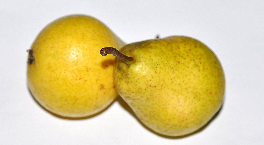 плоды, выставка МОИП, сорт груш
