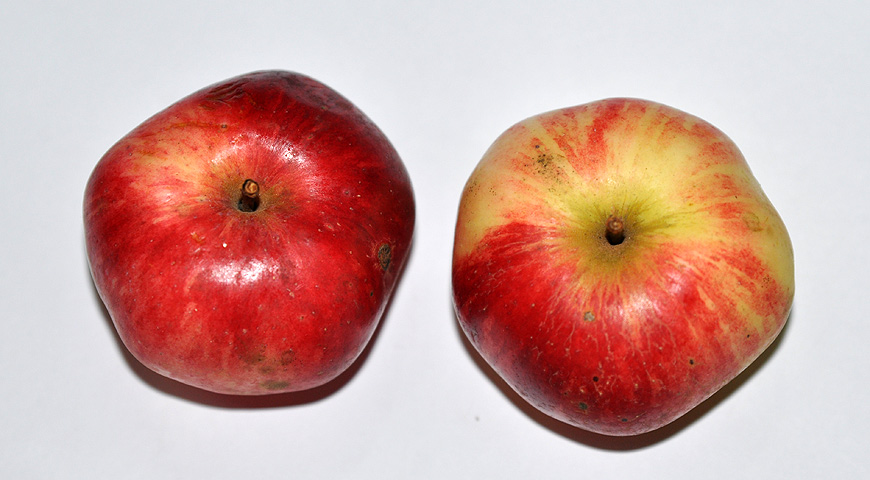 плоды, выставка МОИП, сорт яблок