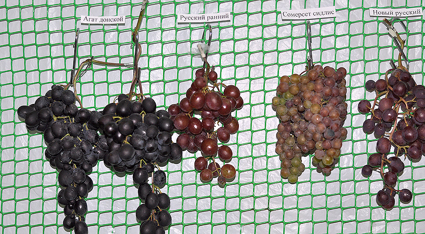 плоды, выставка МОИП, сорта винограда