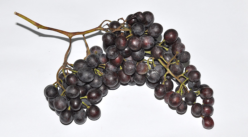 плоды, выставка МОИП, сорт винограда