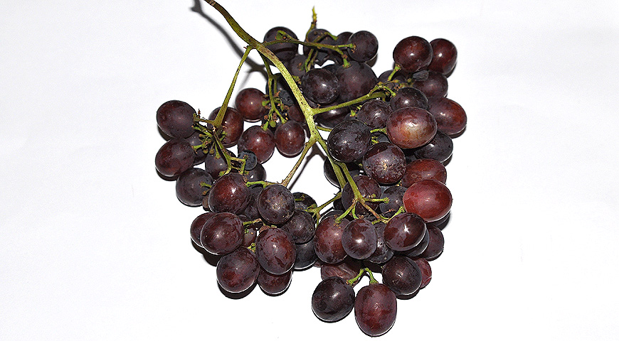 плоды, выставка МОИП, сорта винограда, 