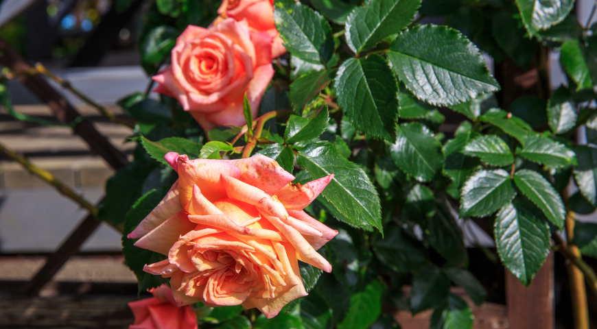 Розы тантау лучшие сорта: посадка и уход