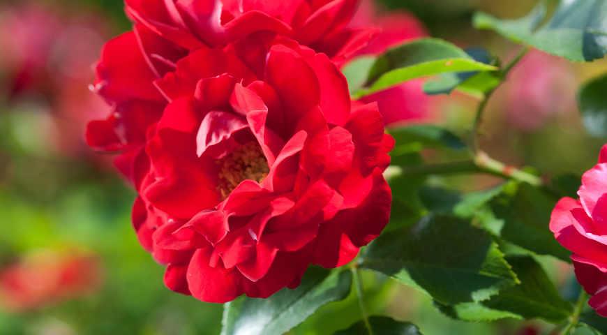 Meilland розы лучшие сорта: посадка и уход