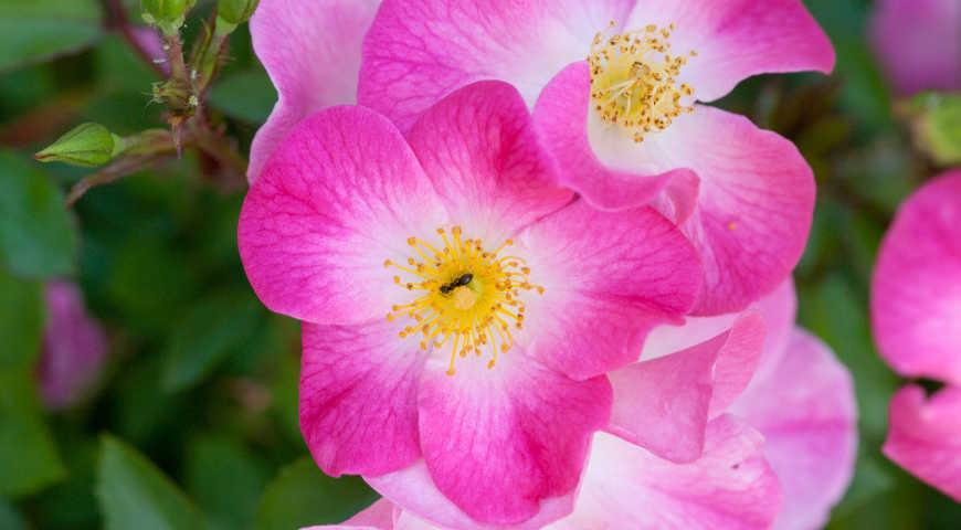Розы мейяна лучшие сорта: посадка и уход