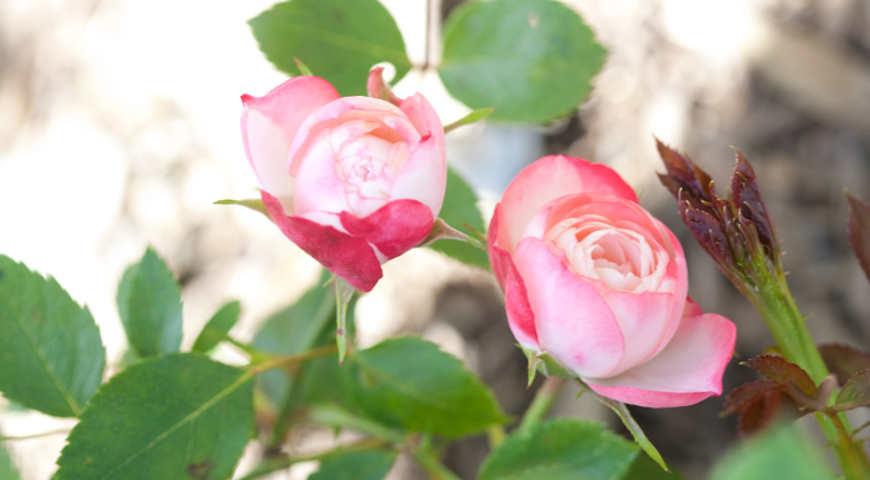 Розы мейяна лучшие сорта: посадка и уход