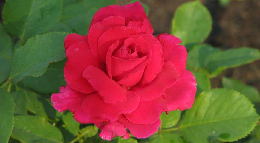 Meilland розы лучшие сорта: посадка и уход