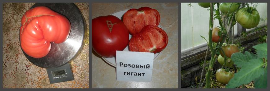 Томат Розовый Гигант Описание Сорта Фото Отзывы