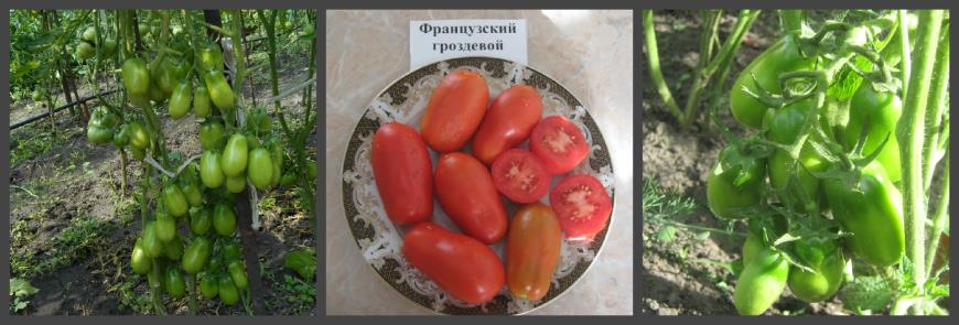 Сорт томатов французский гроздевой отзывы фото